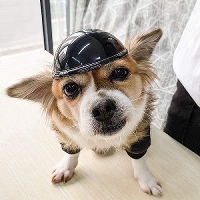 Namsan Pet Helmet