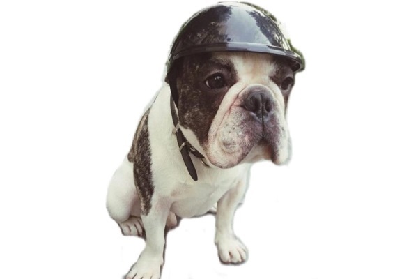 Stock Show Dog Helmet