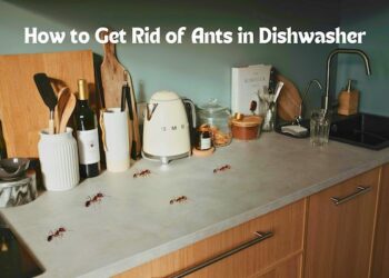 How to Get Rid of Ants in Dishwasher